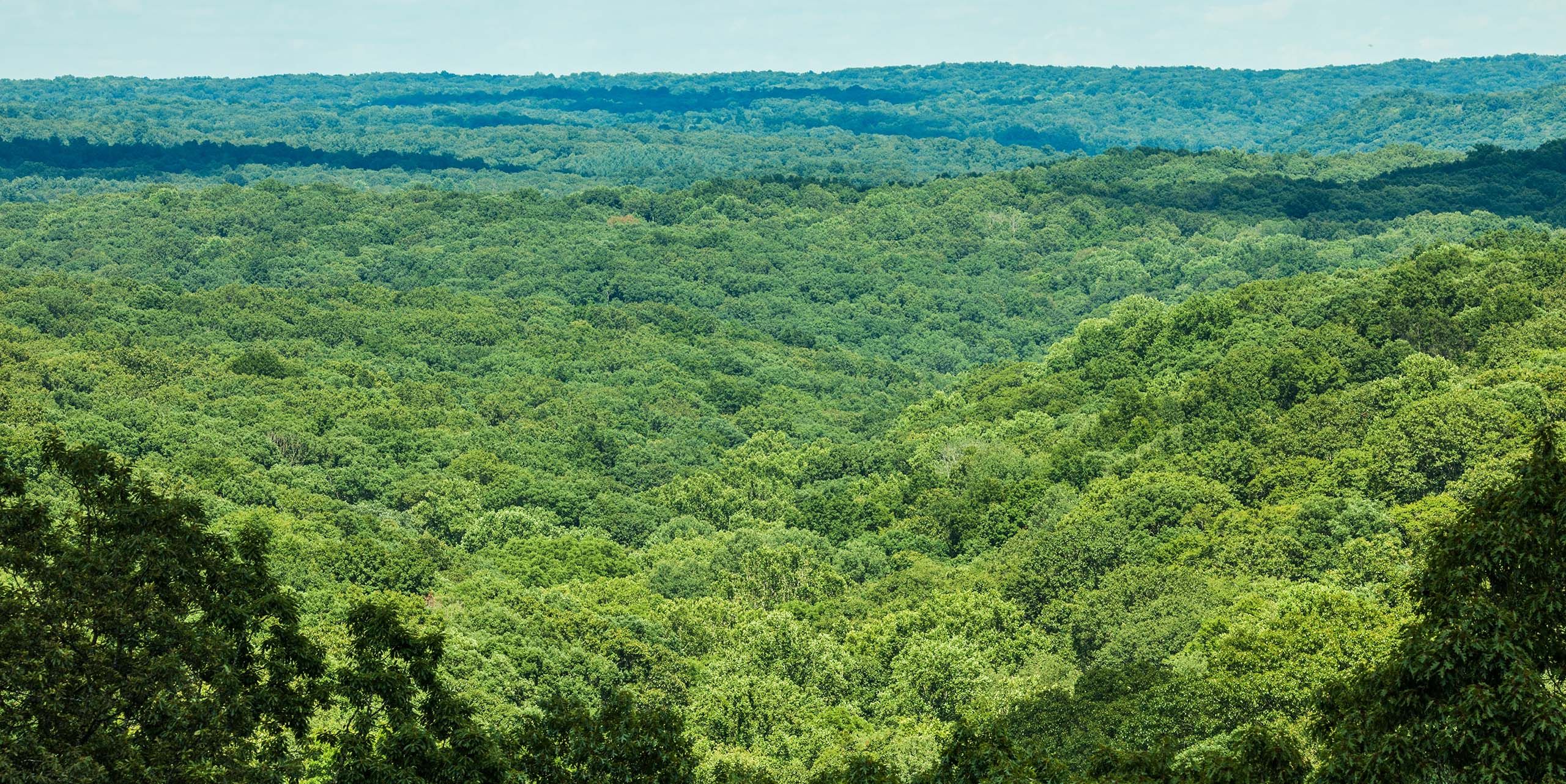 Danzer Linea Veneer Selection